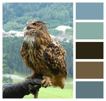 Eurasian Eagle Owl Feathers Owl Image